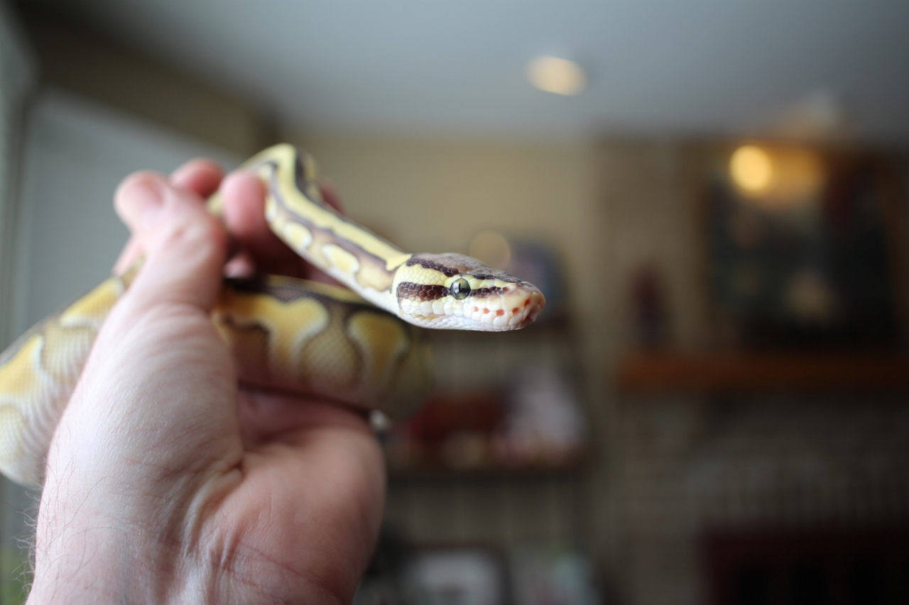 Pastel lesser