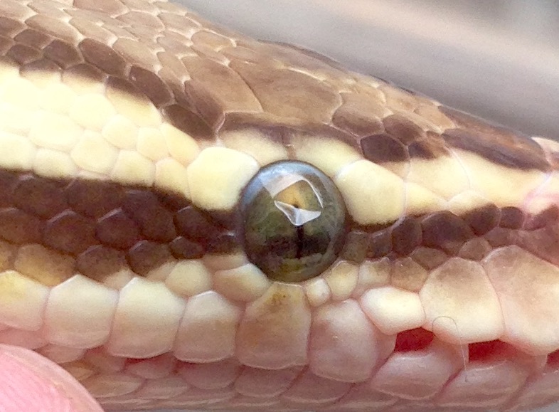 Possible Eye Issue