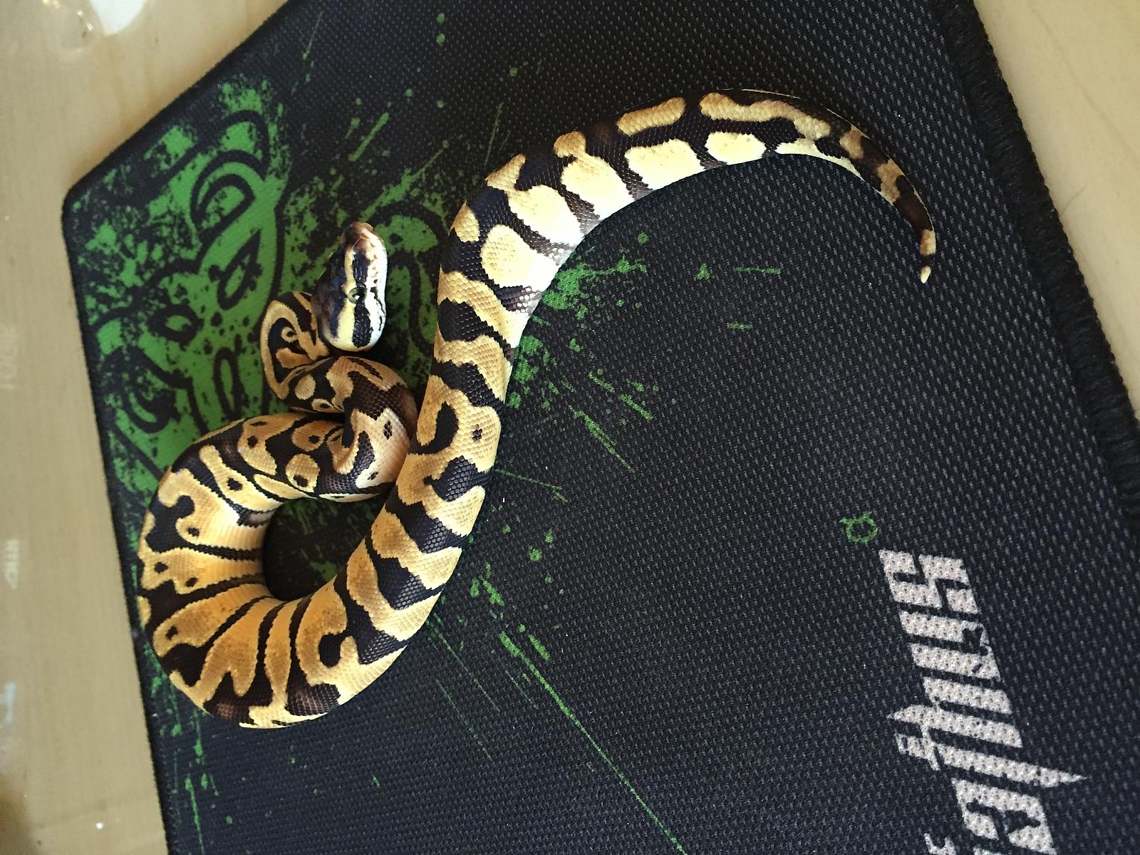 Enchi Pastel on Razor mat