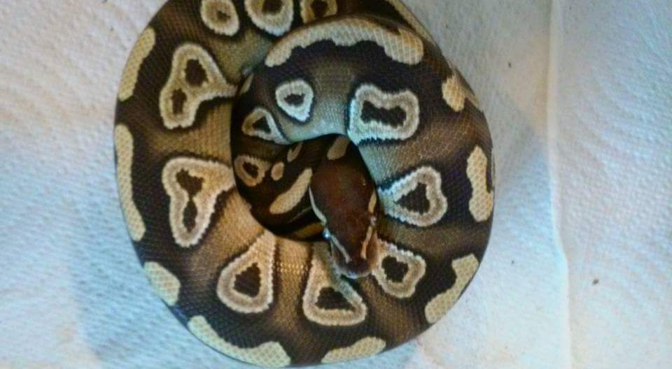 My babies. What morphs are they?