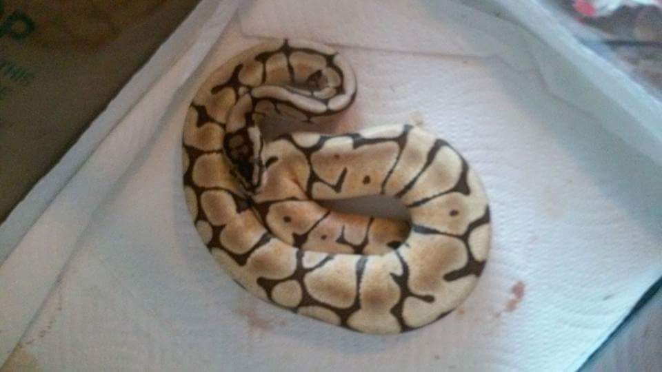 My babies. What morphs are they?