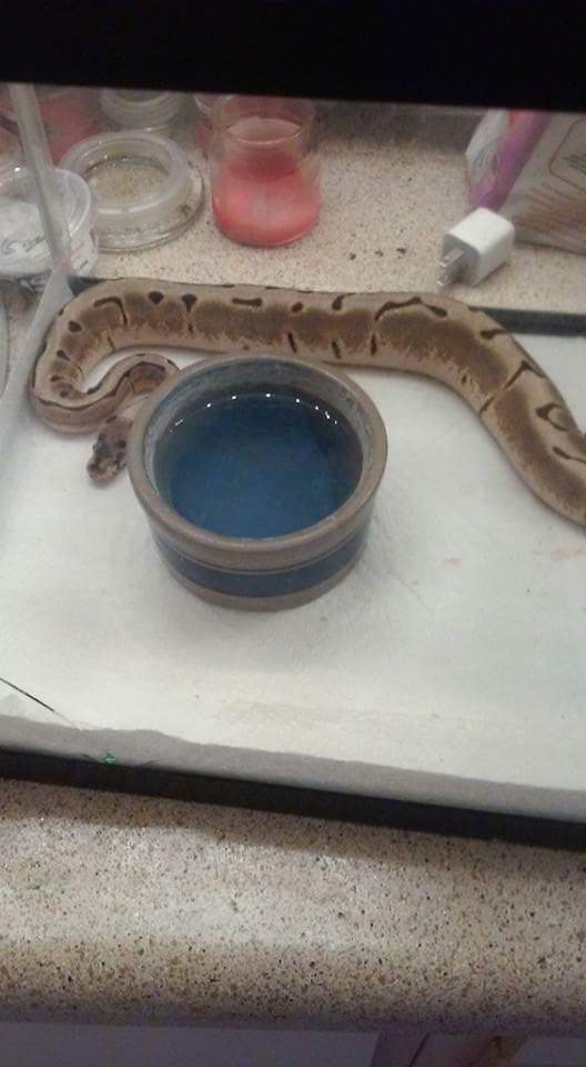 My babies. What morphs are they?