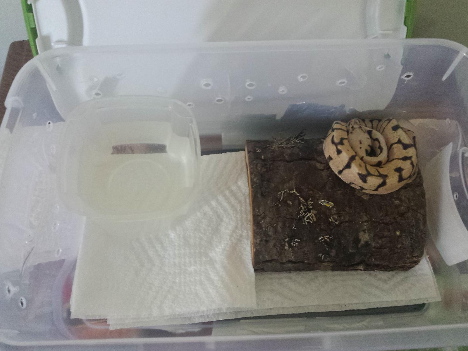 Cirren the stubborn noodle.