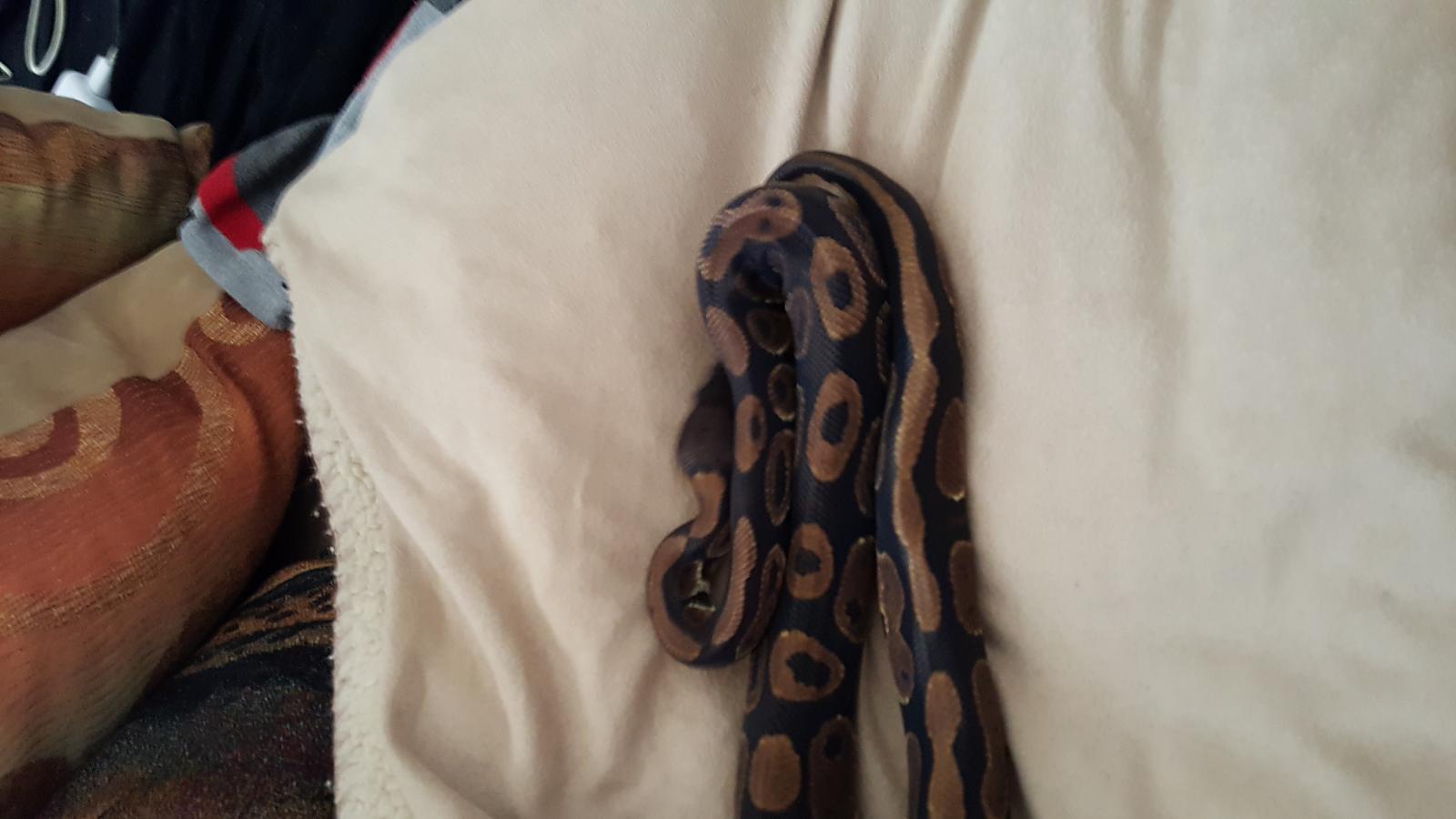 My sable