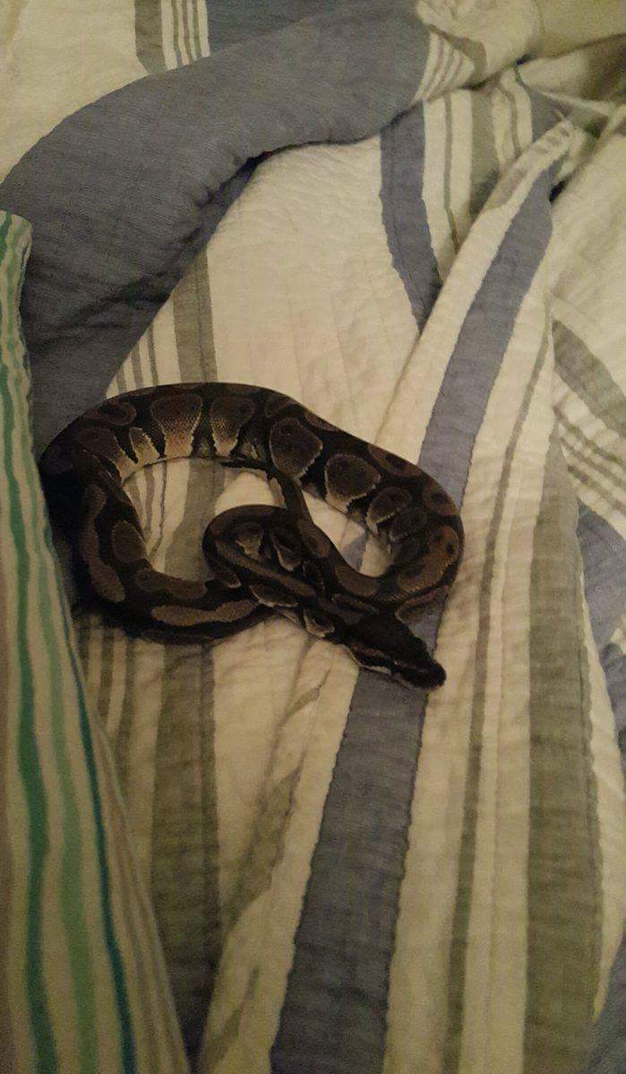 My sable