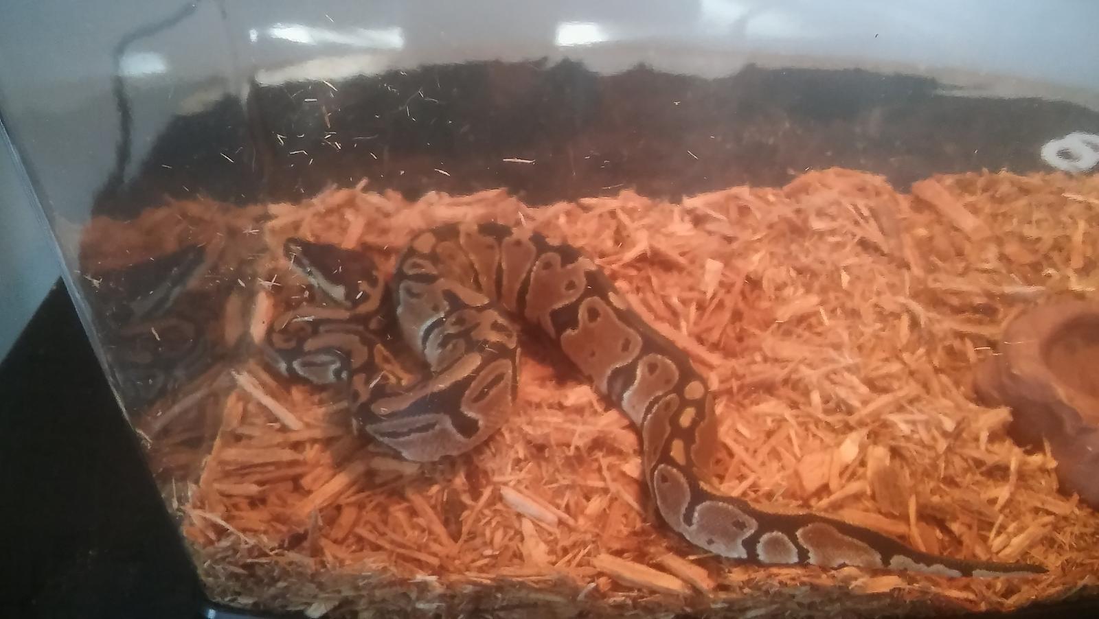 My new baby Jazz