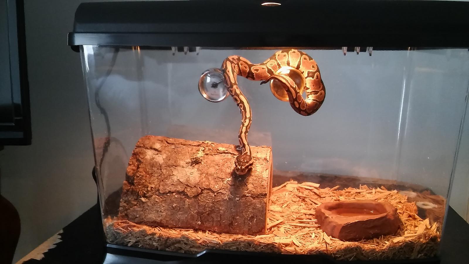 My new baby Jazz