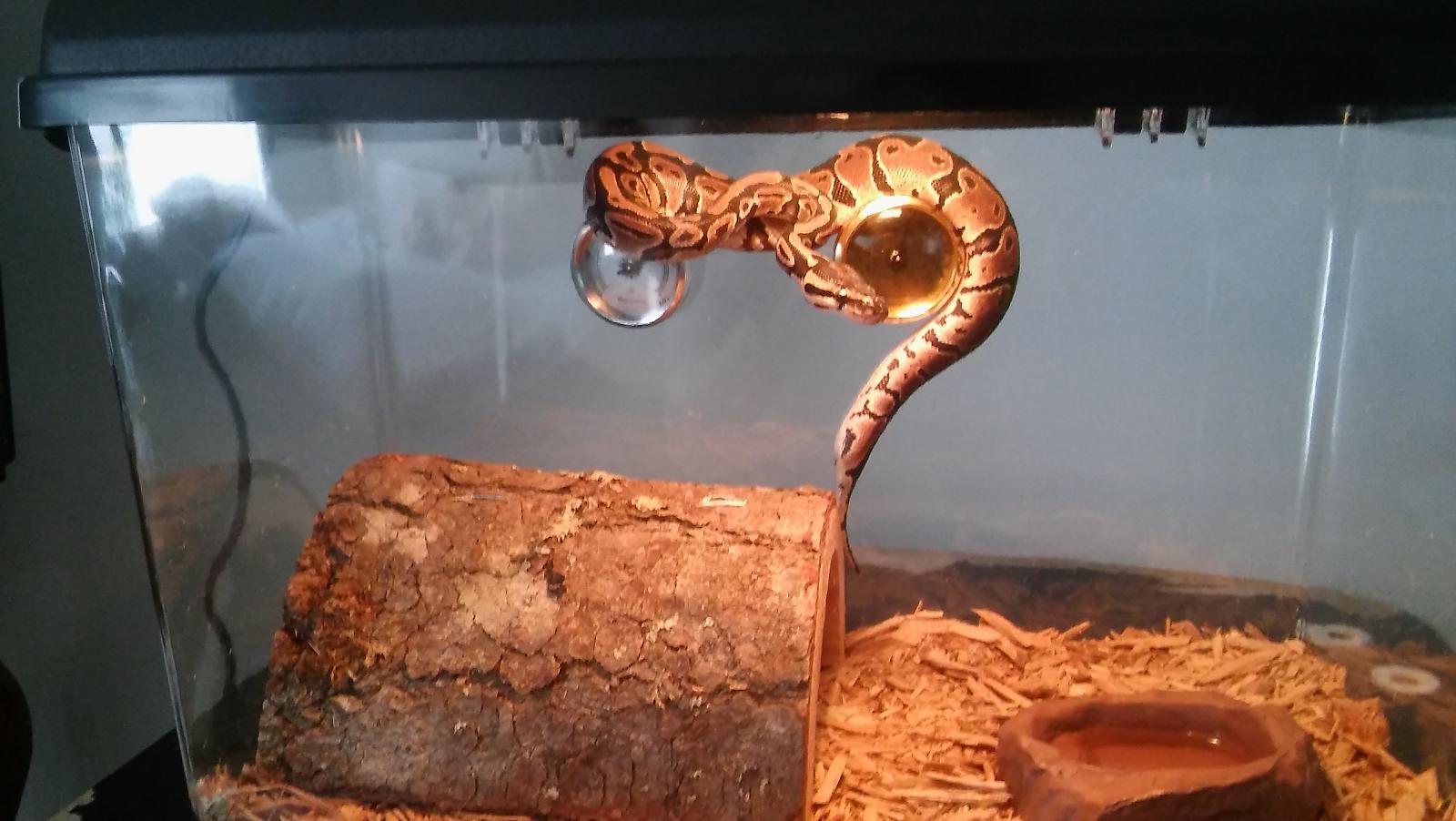 My new baby Jazz