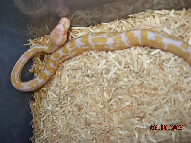 Albino