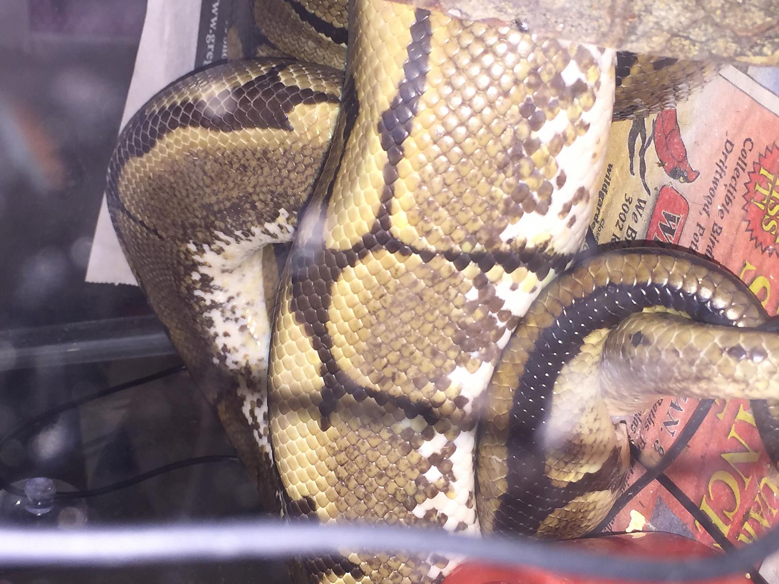 Snake breeding
