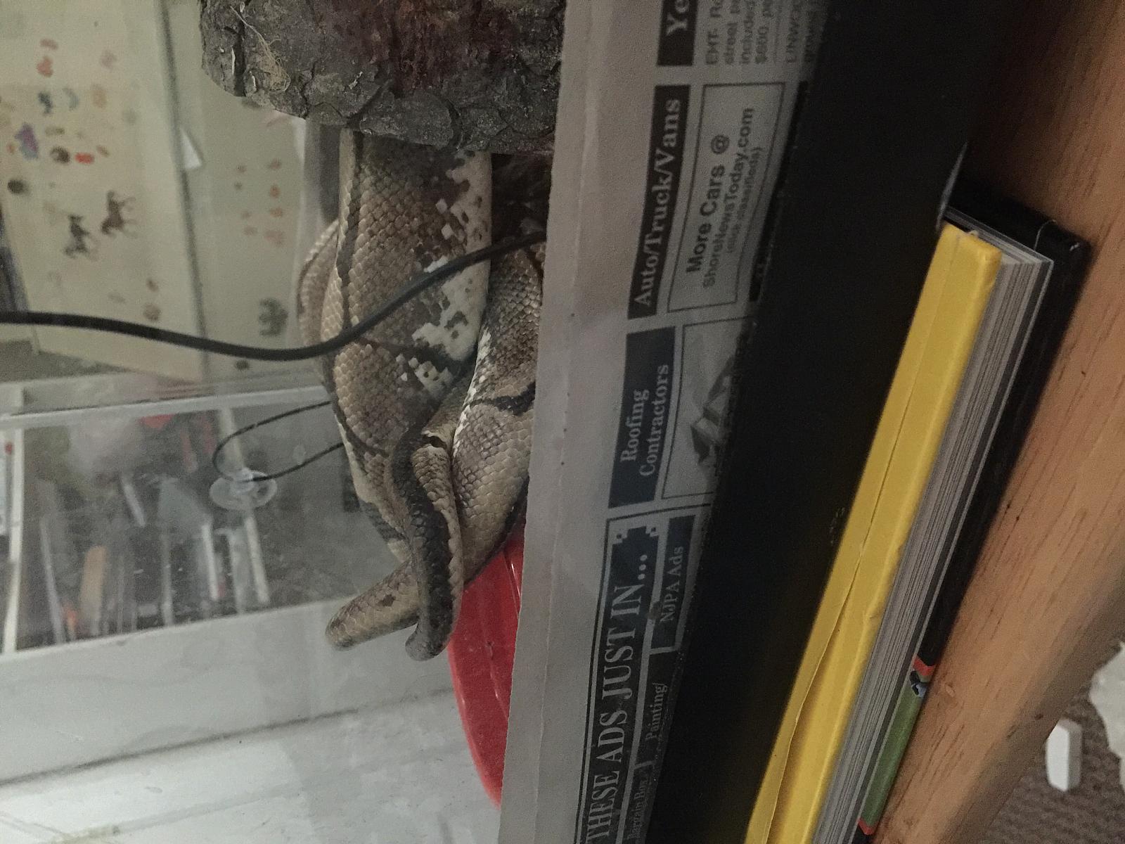 Snake breeding 2