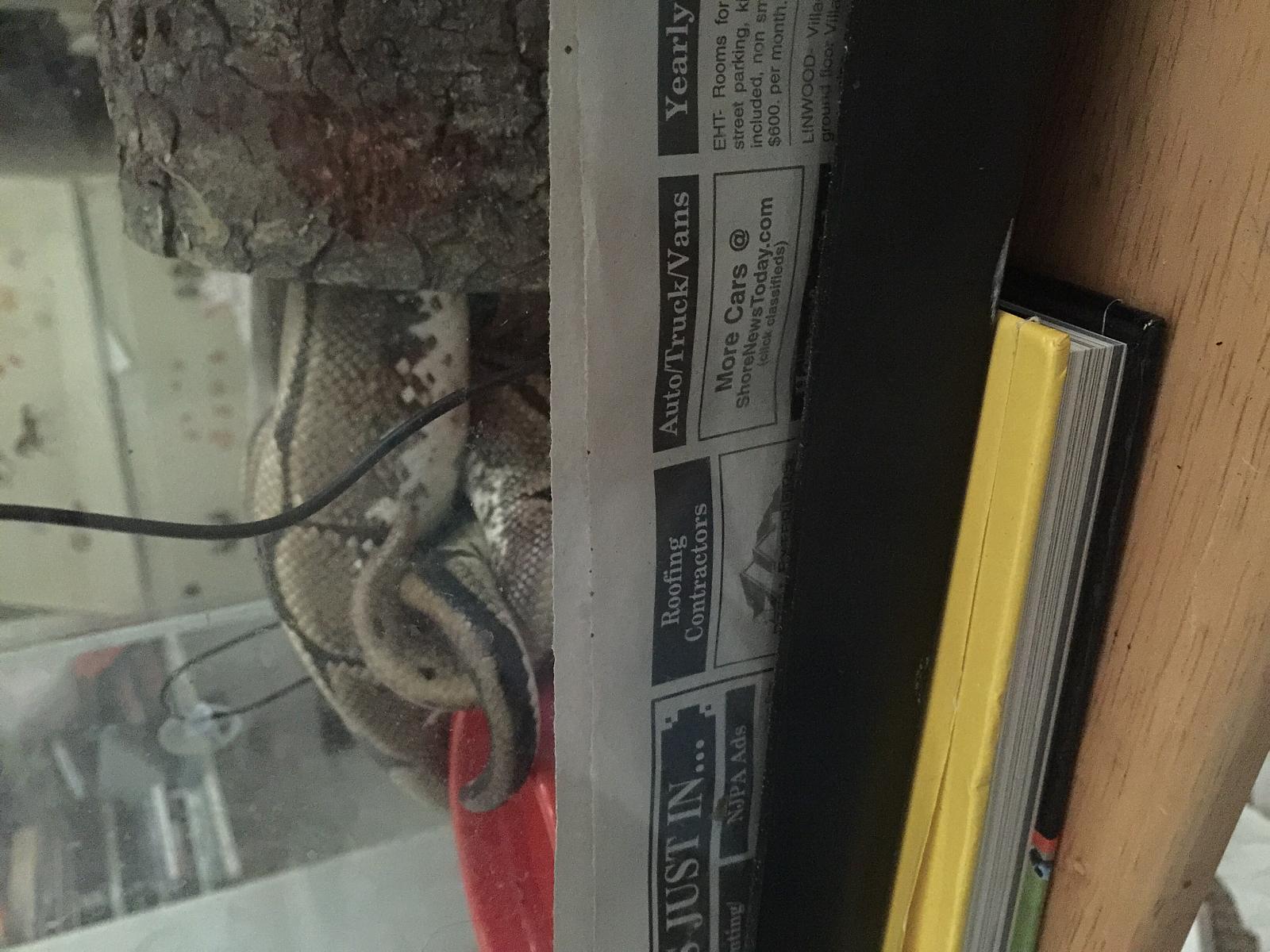 Snake breeding 2