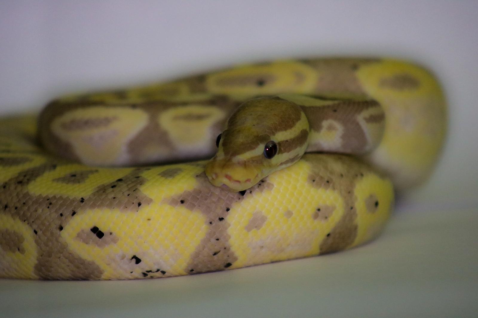 Buddy -banana het pied