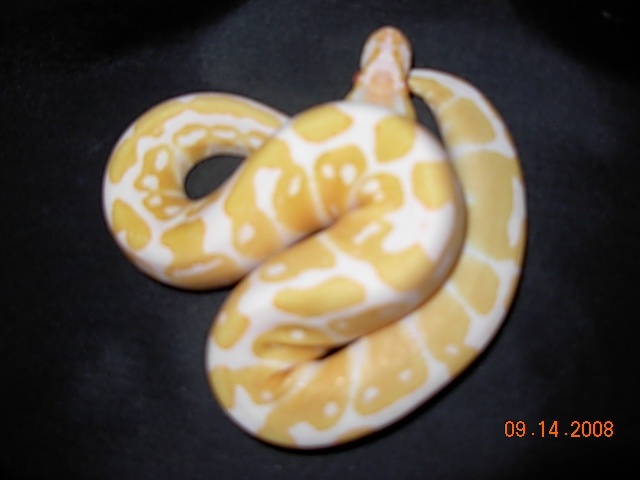 Albino