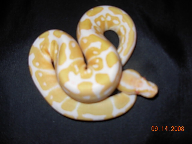 Albino