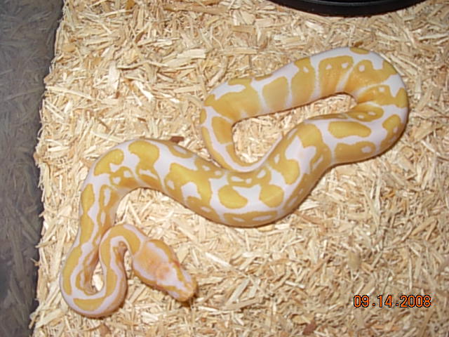 Albino