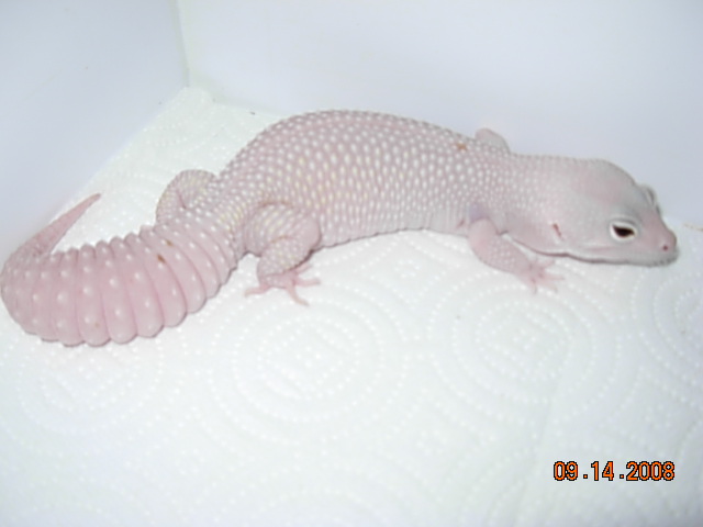 Leos