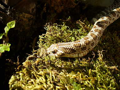 Western Hognose Sylar