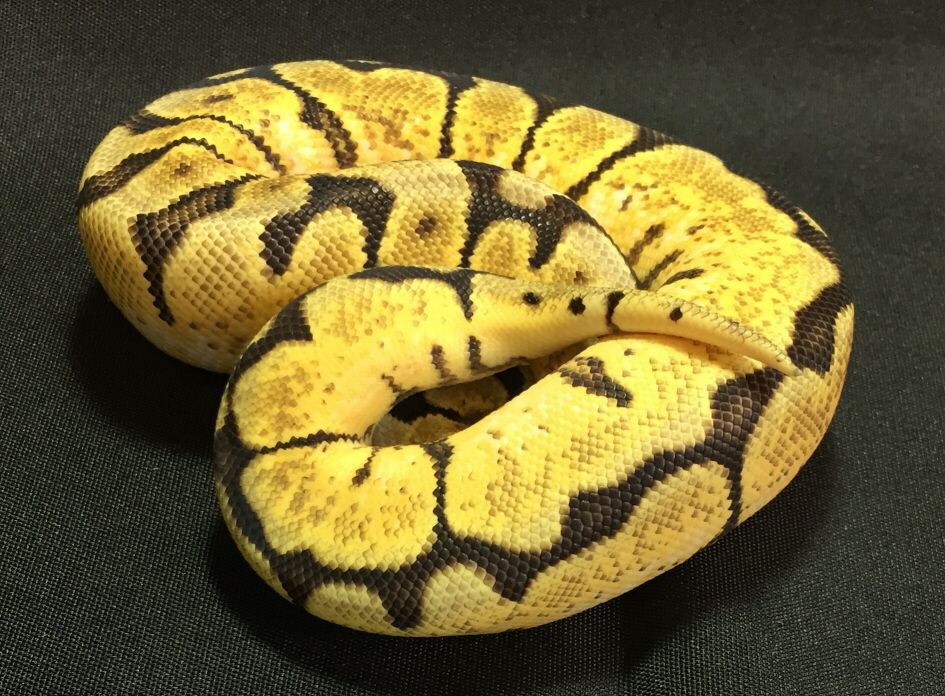 Here's my bumblebee (pastel spider) possible yellowbelly possible het pied female