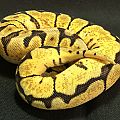 Here's my bumblebee (pastel spider) possible yellowbelly possible het pied female