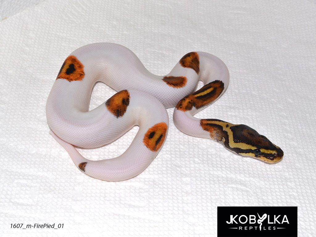 Here's my new baby fire pied male