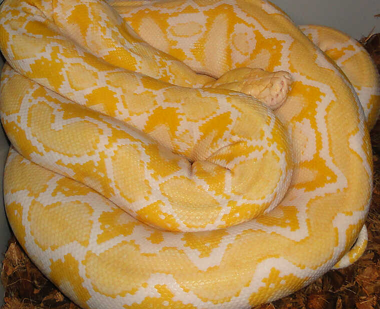 My dwarf albino retic female, her name is 'Lucy'