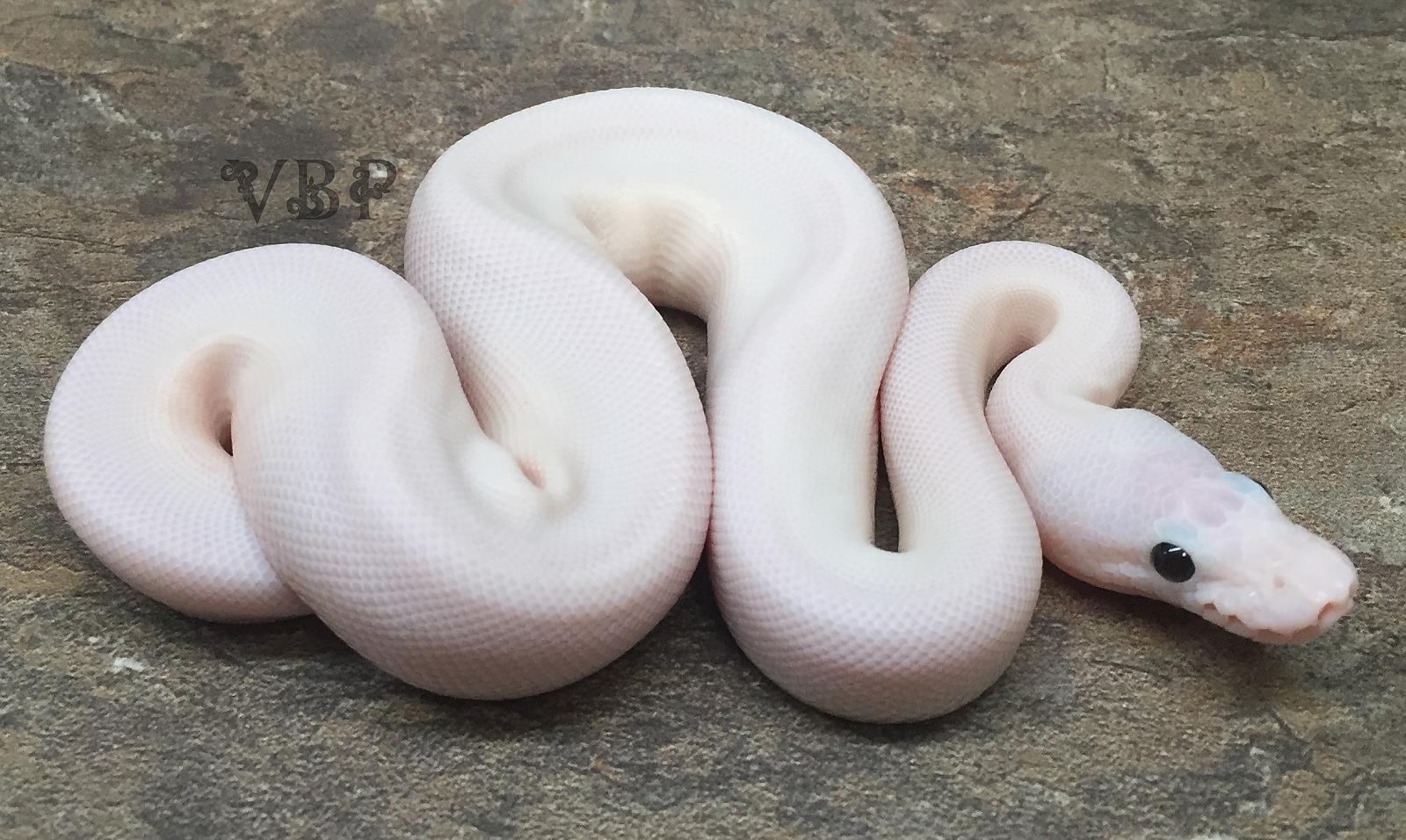 This is my new baby spider pied 'white wedding' female.