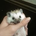 My Hedgehogs