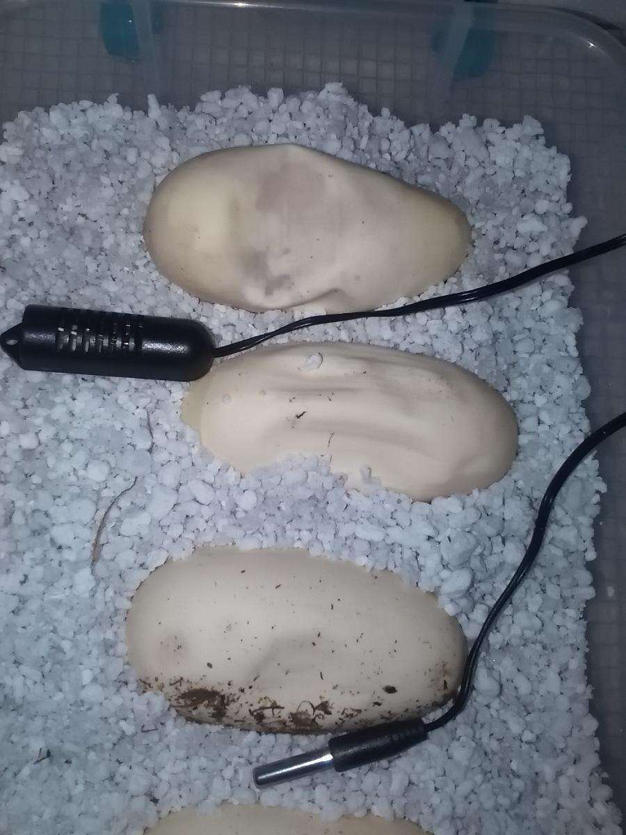 New eggs just laid today collapsing