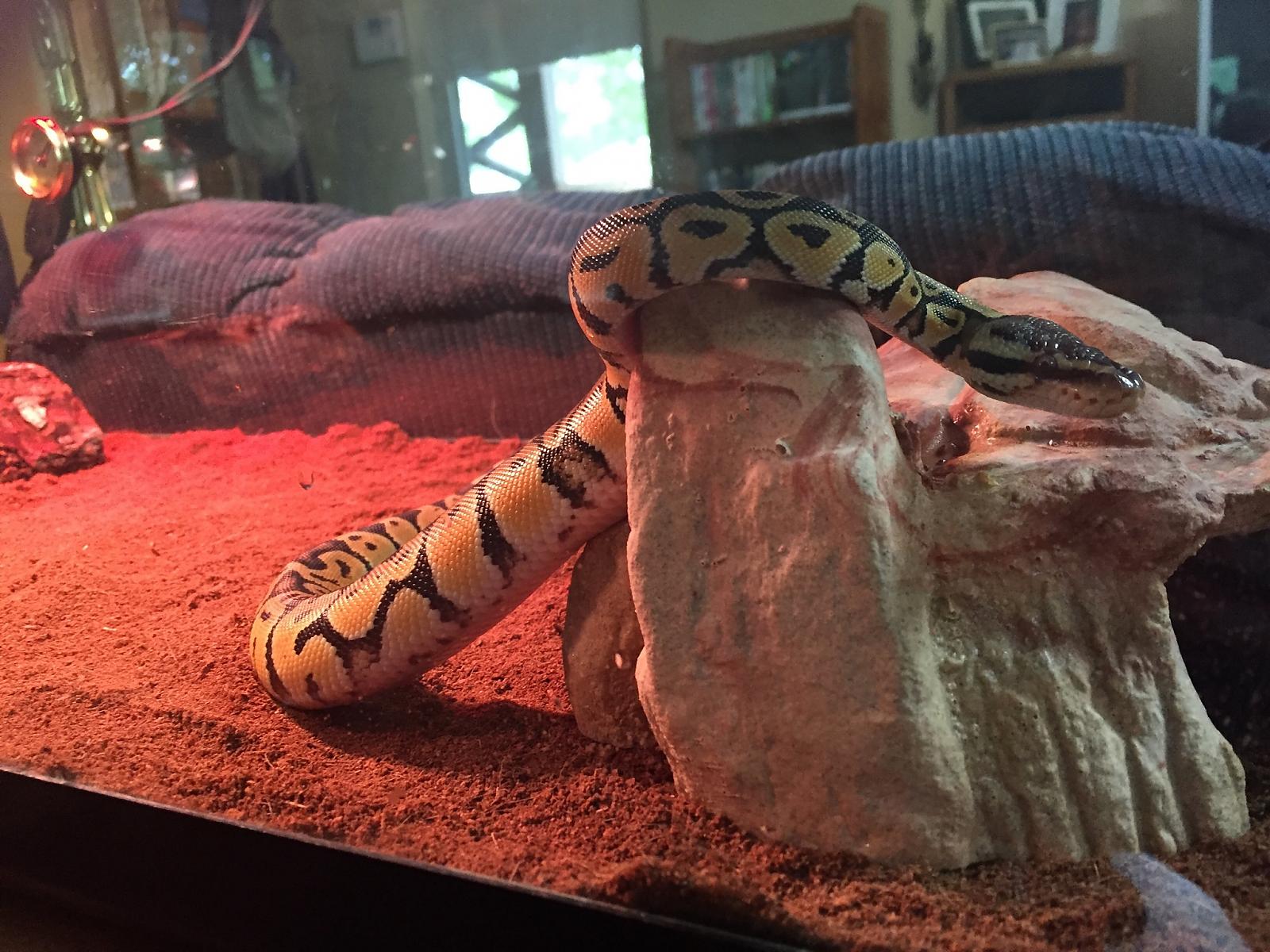 George &quot;Geo&quot; Pastel Ball Python Male