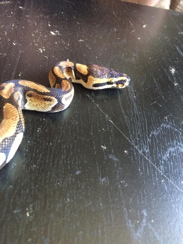 Nagini 1