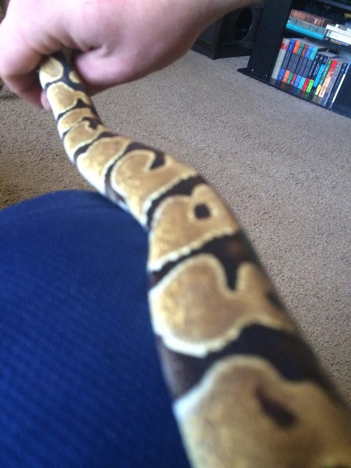 Nagini 4
