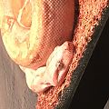 Boa