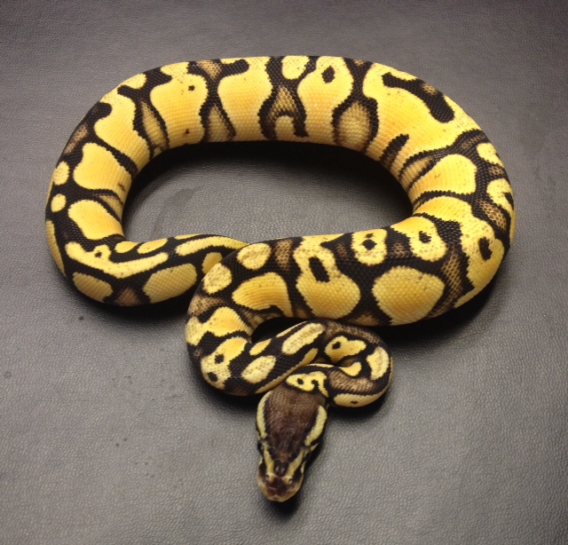 Orange Dream Yellowbelly Pastel