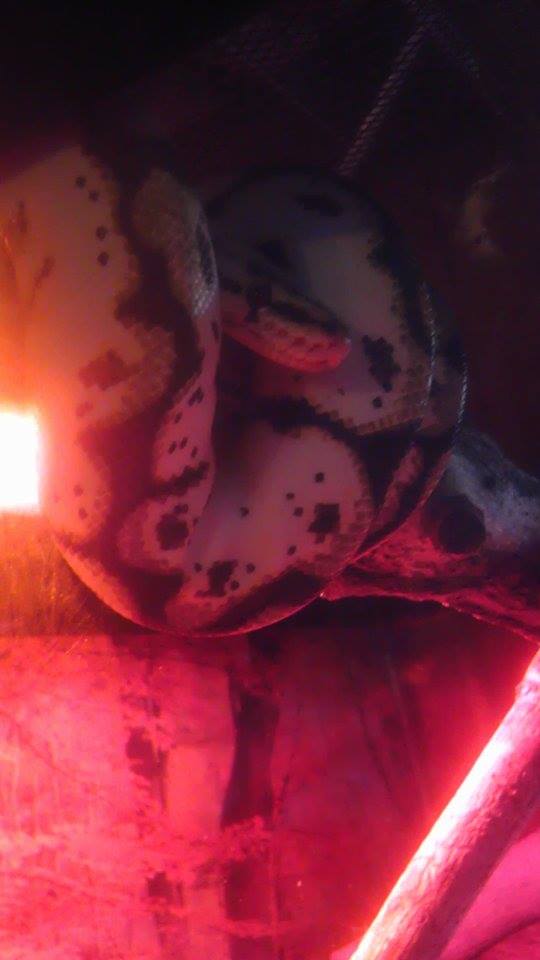 Cali On His Stick