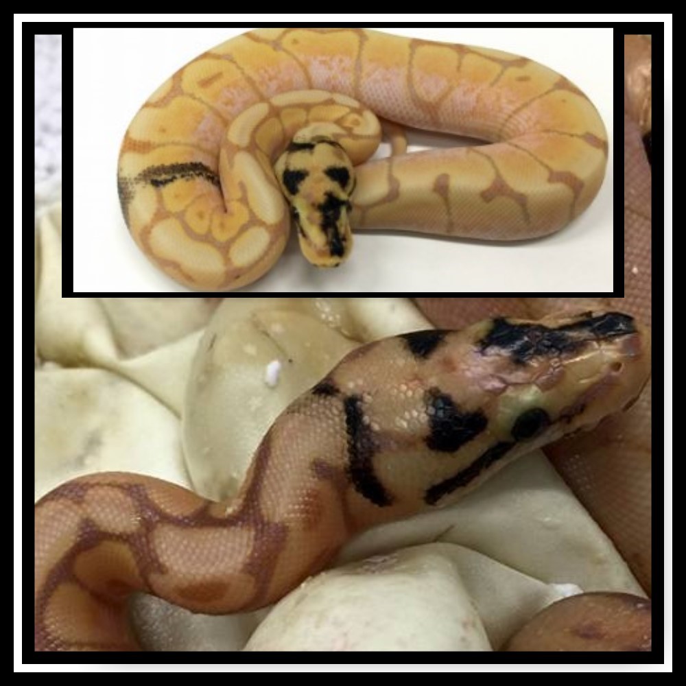 Sunshine when he hatched out