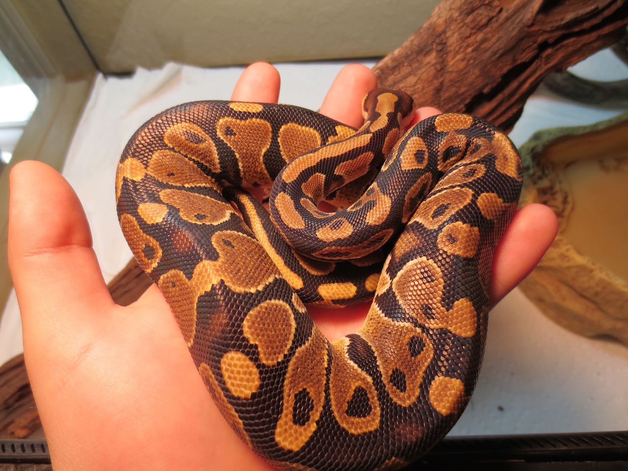 My first BP :)