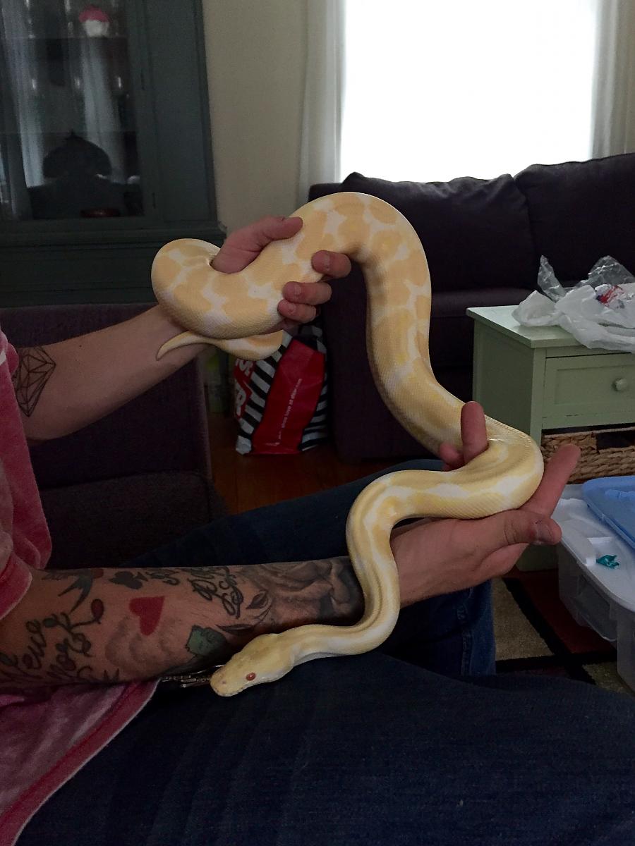 Albino