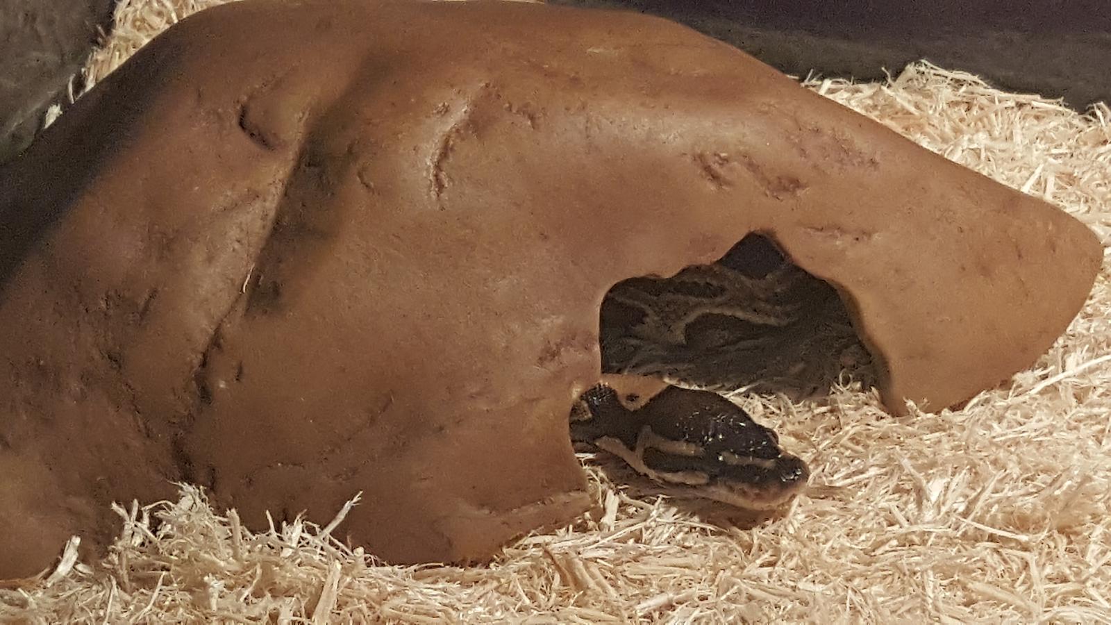 Meet Monty, the Python