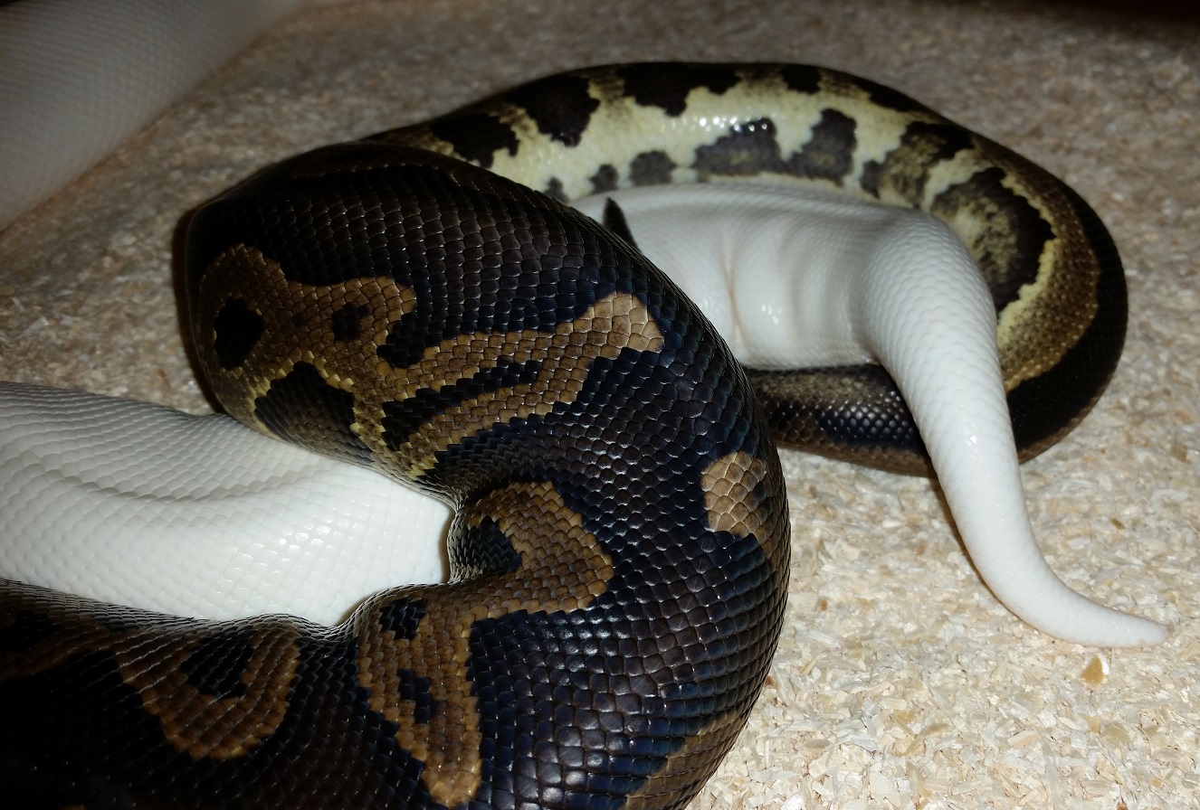 CinniLeo pos het Pied x Superfire