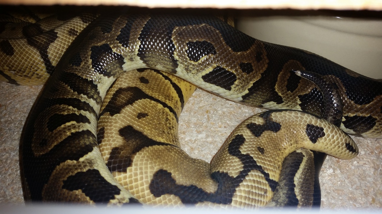 CinniLeo pos het Pied x PastelWoma