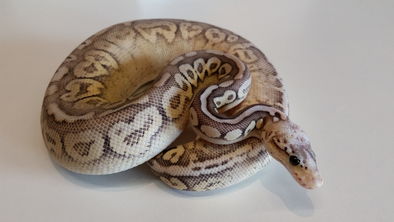 1.0 Spotster 2015 aka. Superpastel Cinnamon Spotnose