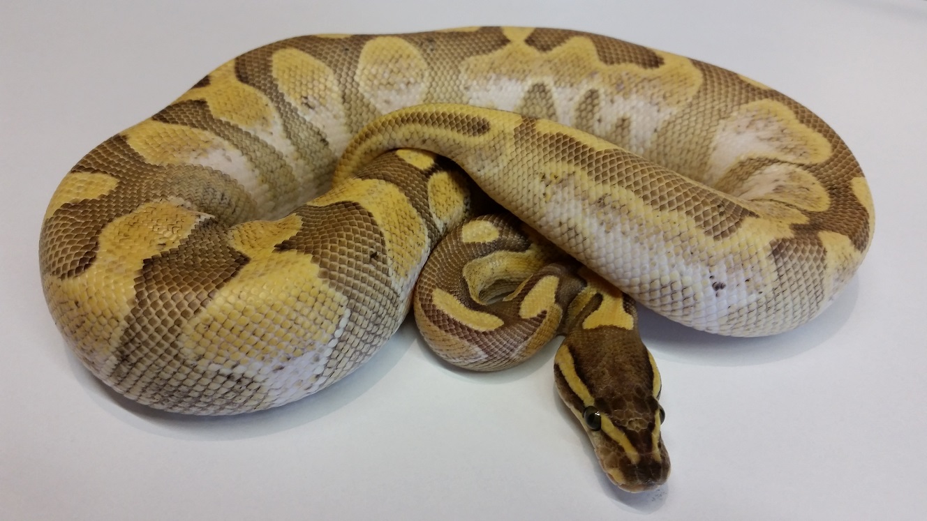 0.1 Match Ball 2015 aka Enchi Lesser Calico