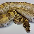 0.1 Match Ball 2015 aka Enchi Lesser Calico