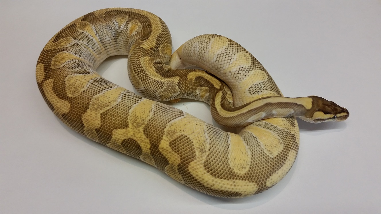 0.1 Enchi Lesser Blaze 2014
