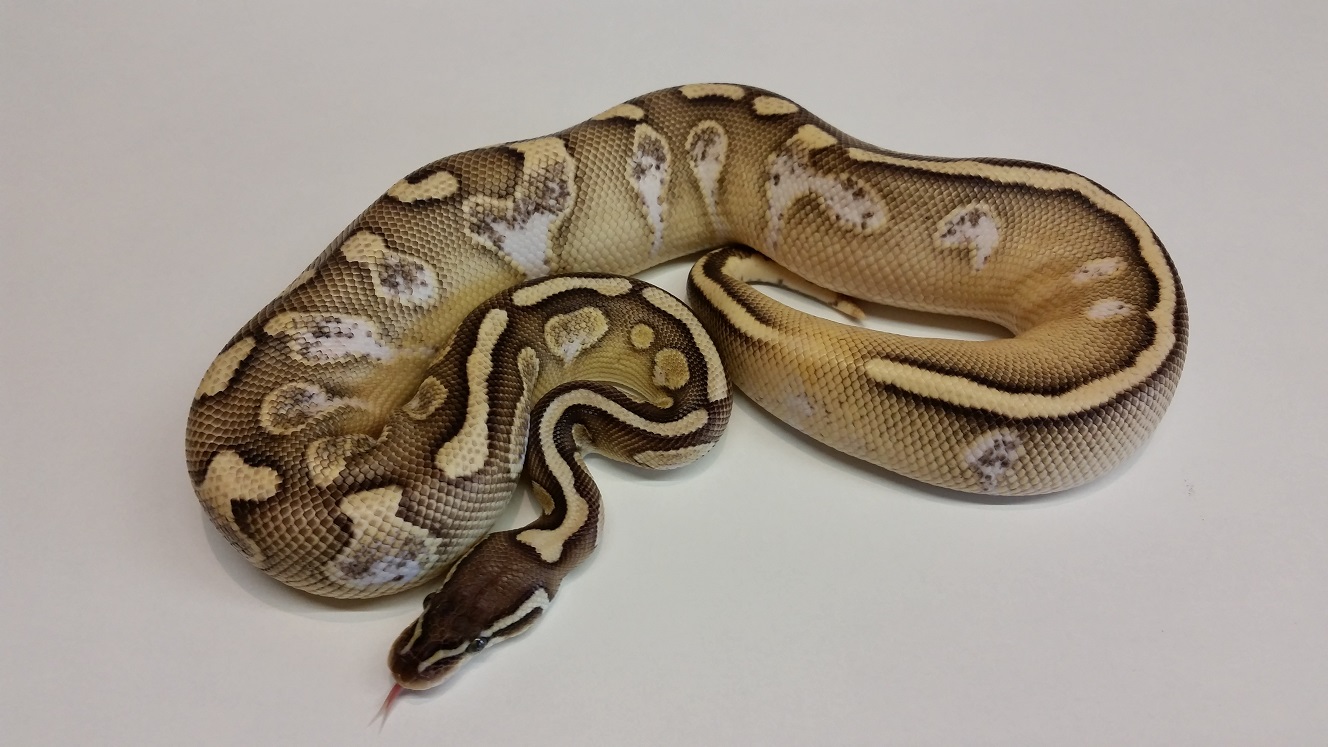 1.0 Pastel Lesser Calico 2015