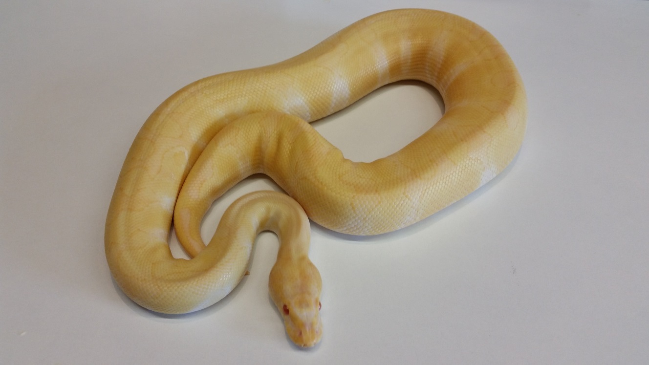 0.1 Enchi Albino 2015