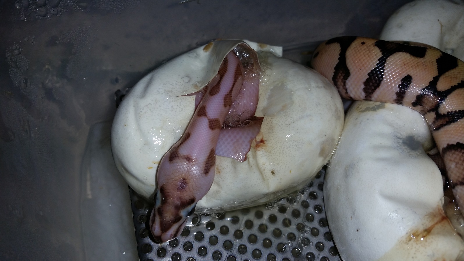 Enchi Queen Bee pos Cinni hatching