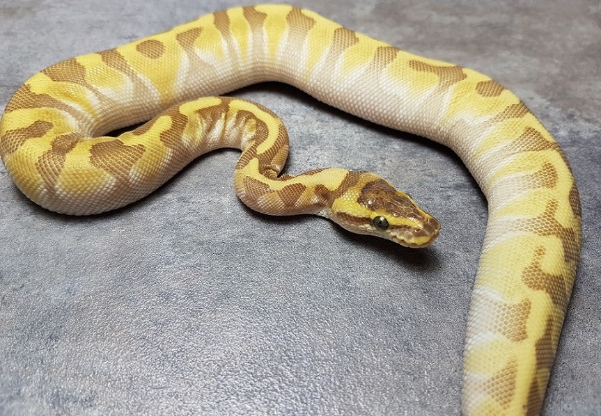 0.1 Super Enchi Lesser pos. Blaze