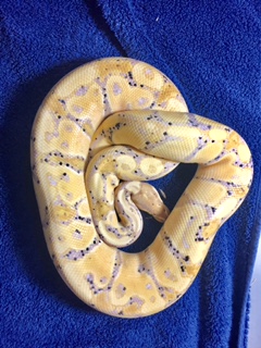 banana ?
